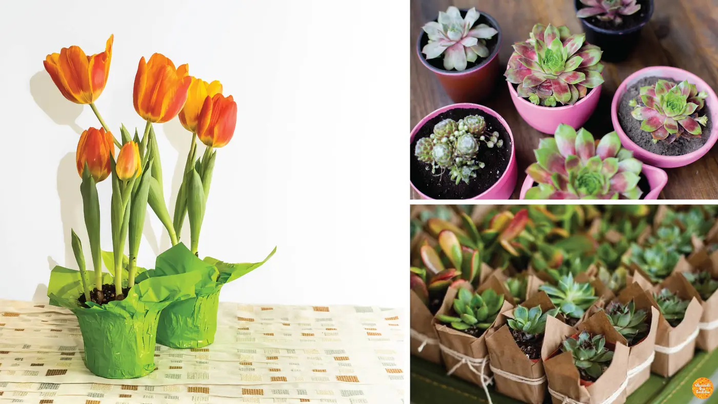 Potted plants