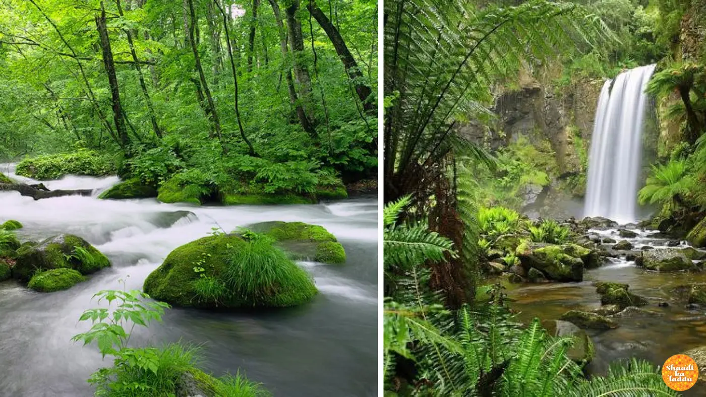 Naimisha Forests
